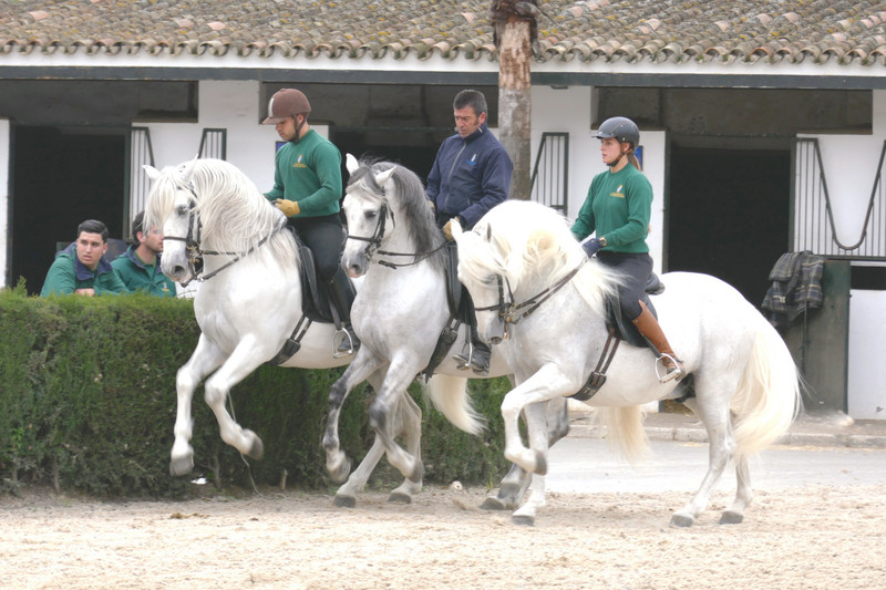 Royal Andalucian School of Equestrian Arts