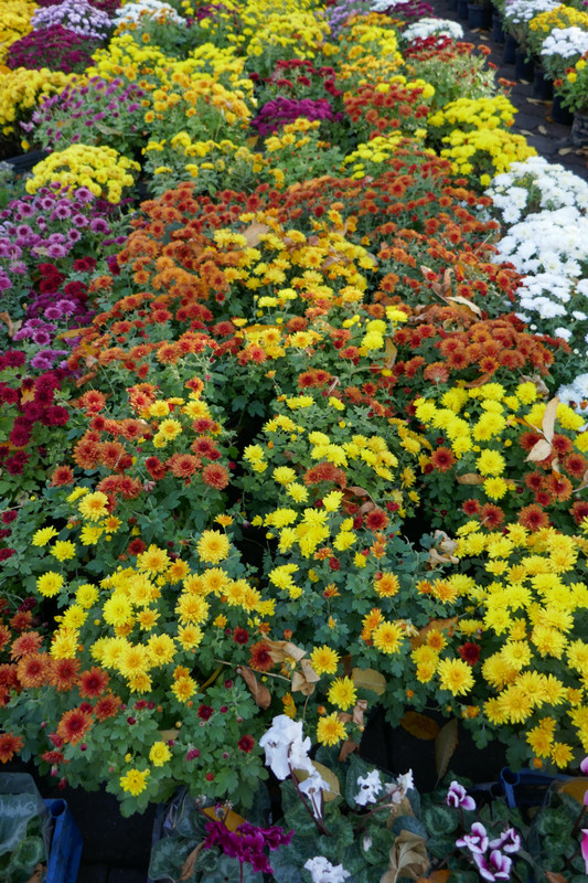 Lviv Flower Market 