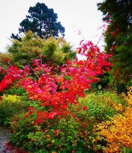 Sheffield Botanical Gardens 