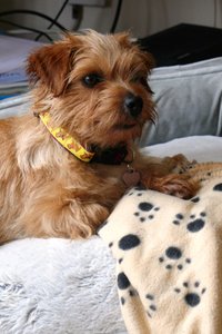 Vera The Norfolk Terrier 