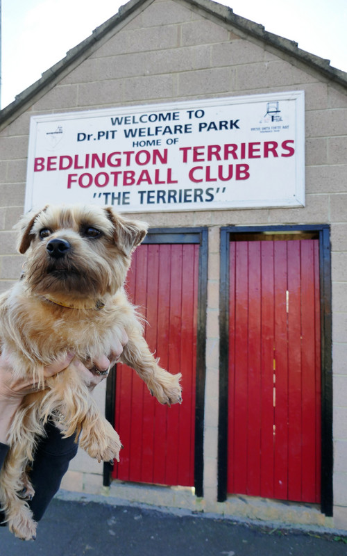 Bedlington Terriers Football Club 