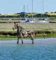 Lifeboat Horse Statue, Wells-next-the-Sea