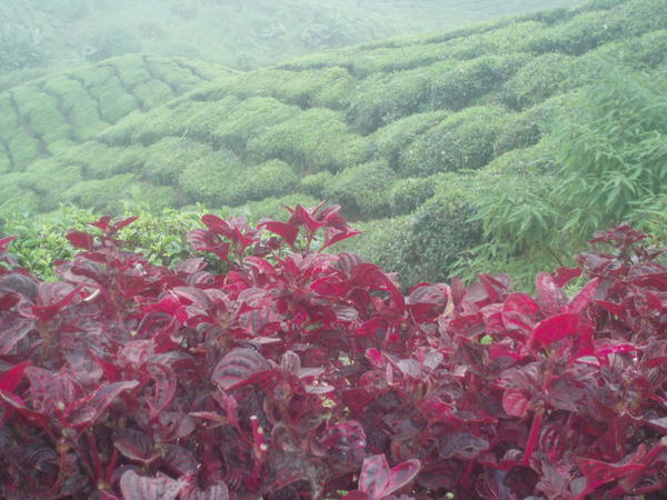 BOH Tea Plantation