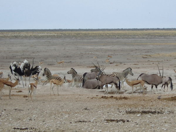 Etosha 