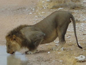 Estosha Male Lion