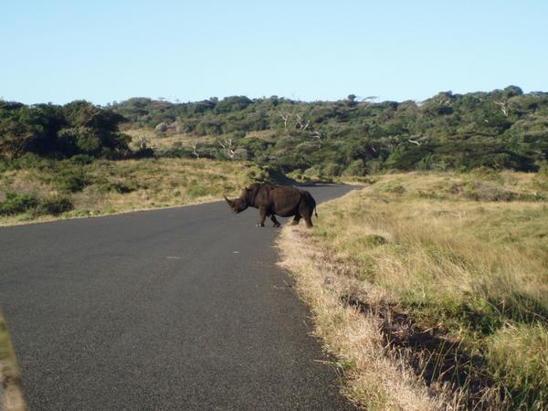 St Lucia Wetlands - Rhino Crossing