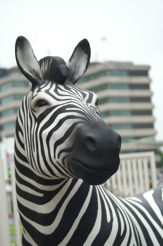 Investec Zebra