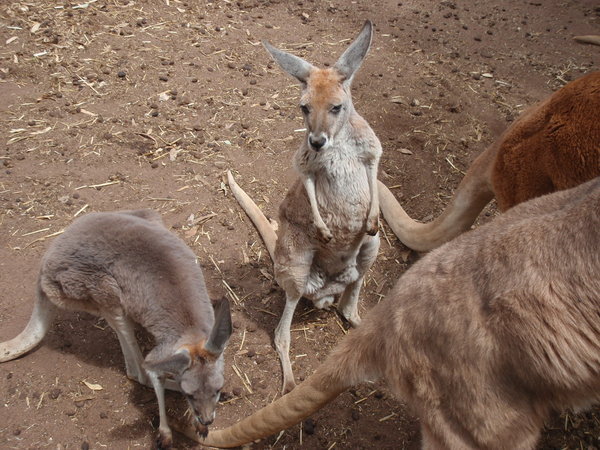 Kangaroo feeding time