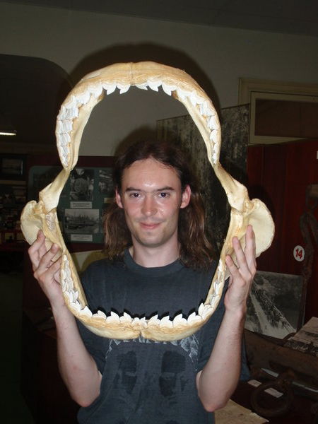 Shark jaws