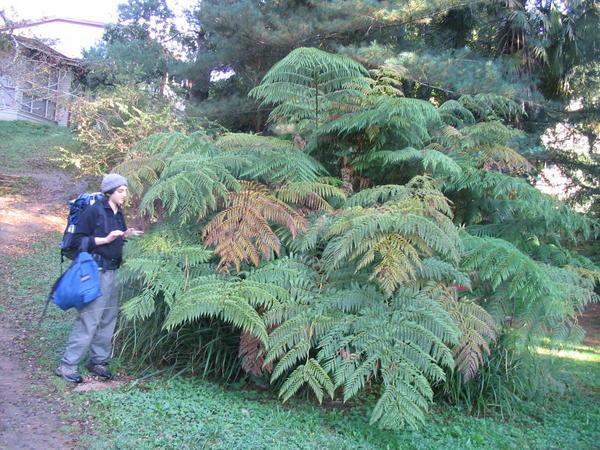 Giant ferns in Valdivia´s botanical garden