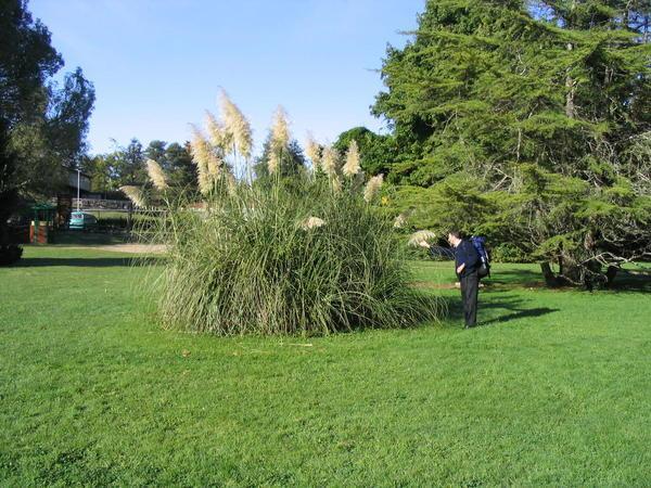 Tall reeds in Valdivia botanical garden