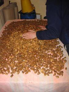 An afternoon's almond harvest