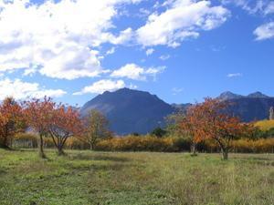 Fruit trees and mountains
