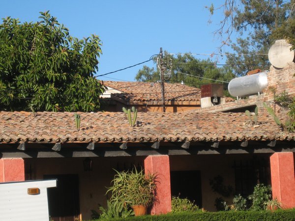 Cactus grows on roofs