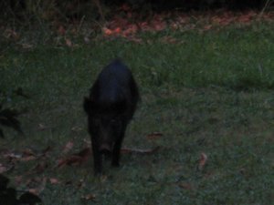 The boar