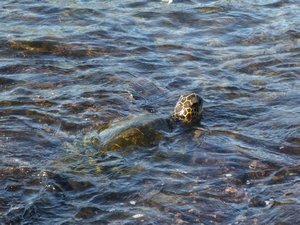 Sea Turtle at the City of Refuge