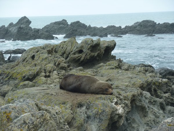 Fur Seals by our camping spot
