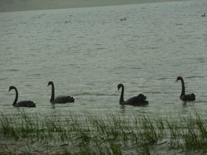 More black swans