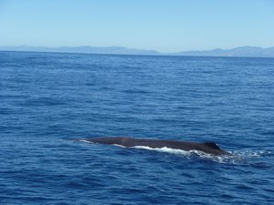 Whale watching 2