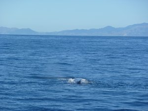 Whale watching 3