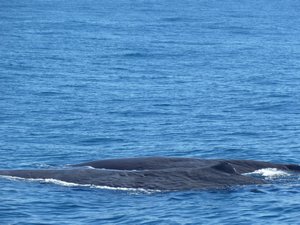 Whale watching 5