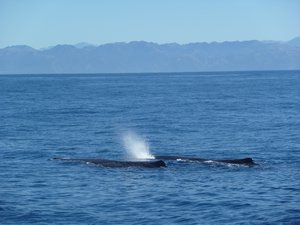 Whale watching 6