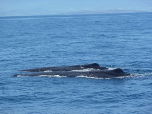 Whale watching 7