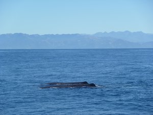 Whale watching 8