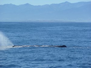 Whale watching 9