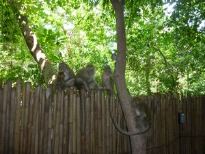 D9 Railay Beach Monkeys