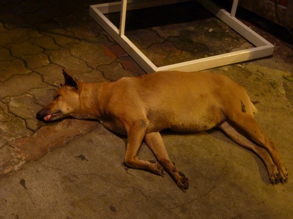 A4 Bangkok sleepy dogs
