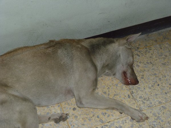 A6 Bangkok sleepy dog