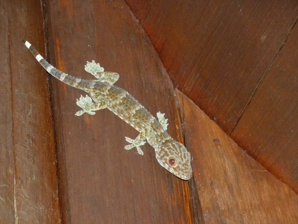K9 super common big ghecko