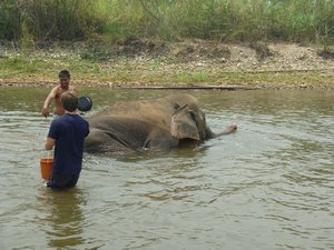 E9 Elephant washing 4