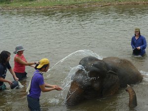 F1 Elephant washing 5