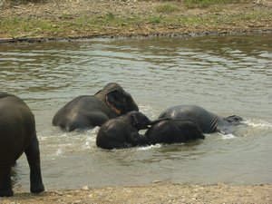 F5 Elephant washing 9