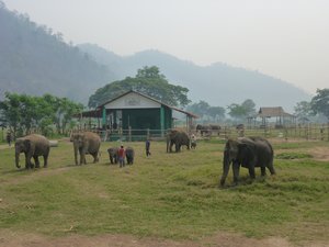D4 Elephant Park 2