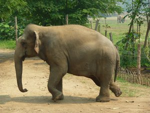 D5 Elephant landmine hurt