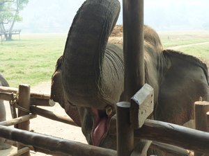 D6 Hungry elephant