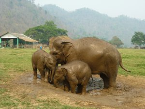 G7 Elephant Park 4