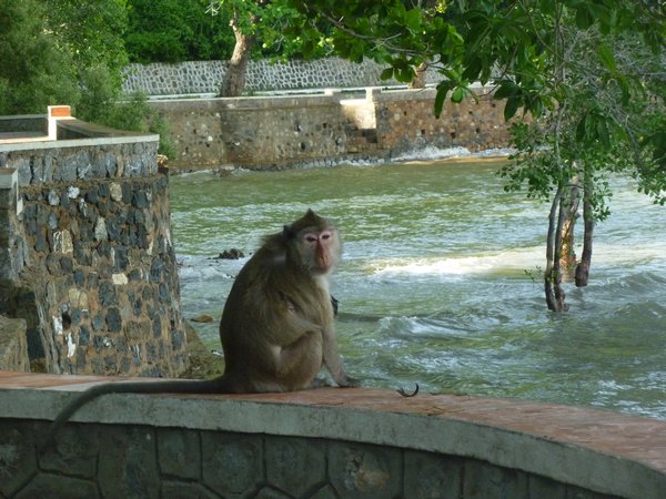 M6 Monkey in kep coastway
