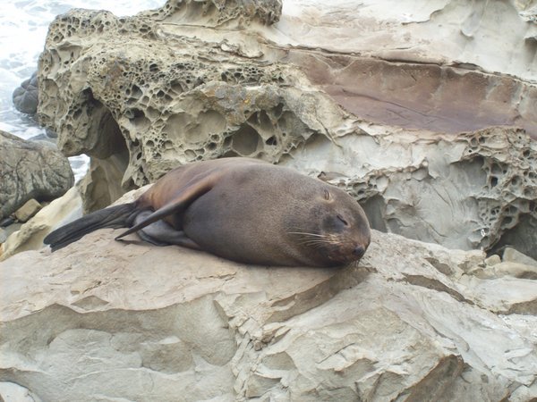 New Zealand Seal