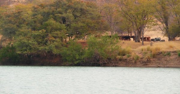 Cows on the Angolan bank of the Kunene