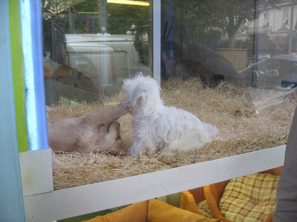 Cute Puppies In A Pet Store Window Photo