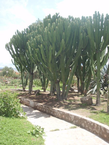 Cactus the size of trees