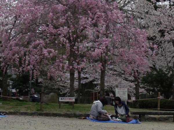 Cherry blosson season