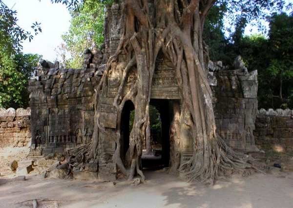 Angkor Wat trees