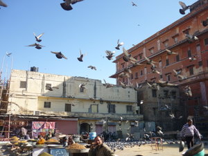 Jaipur Pigeons