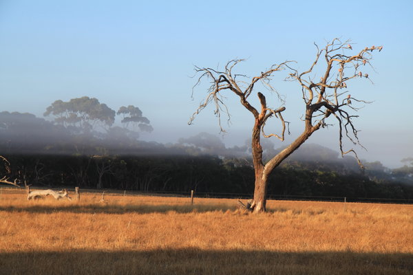 Kangaroo Island - ein Baum...
