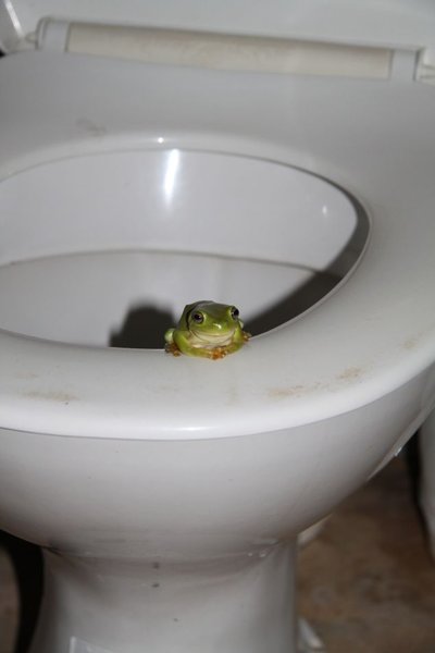 ein Laubfrosch auf dem Toilettensitz auf dem Zeltplatz in Katherine